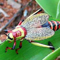 Orthoptera in southern Africa