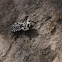 Ironclad Beetle