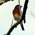 Eastern Bluebird