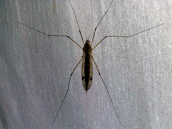 Spotting Image 1