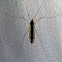 Mosquito