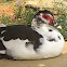 duck