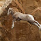 Big Horn Sheep Jump-0732AA.jpg