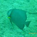 Gray Angelfish