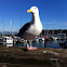Western gull