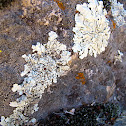 Lichen