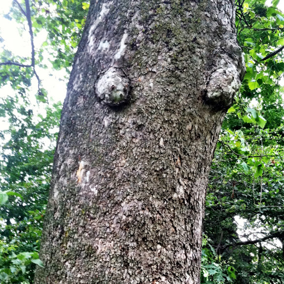Spotting Image 1