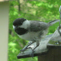Black-capped Chickadee