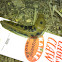 Leopard slug
