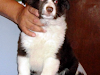 Border Collies Varios Colores Para Navidad 2011
