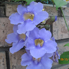 Laurel Clock Vine