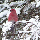 Pine Grosbeak