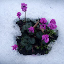 Cyclamen in the snow