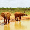 African Elephant