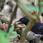Black-hooded Antshrike