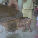 Florida Softshell Turtle