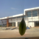 Leaf mimic insect