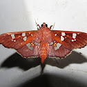 Moth