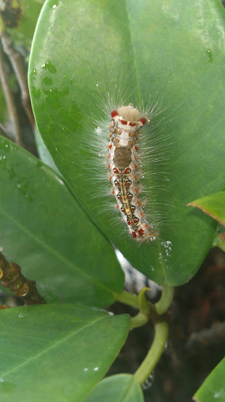 Spotting Image 1