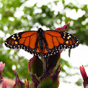 Monarch