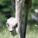 Ostrich
