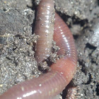 Earthworm