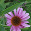 Purple Cone Flower