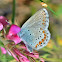 Idas Blue/Moyen argus