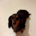 Miniature Dachshund