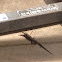 Blue tailed skink