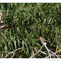 Song Sparrow