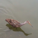Limpkin