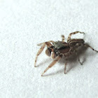Jumping Spider