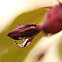 Flowering Crabapple Tree
