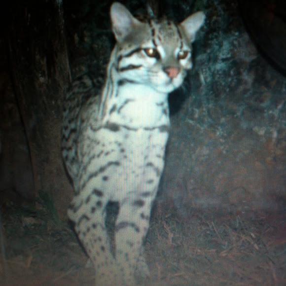 Spotting Image 1