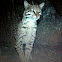 gato do mato