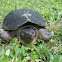 common snapping turtle