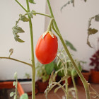 Tomato