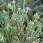 Miner's Lettuce