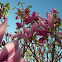 Magnolia tree