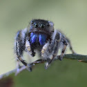 Jumping Spider