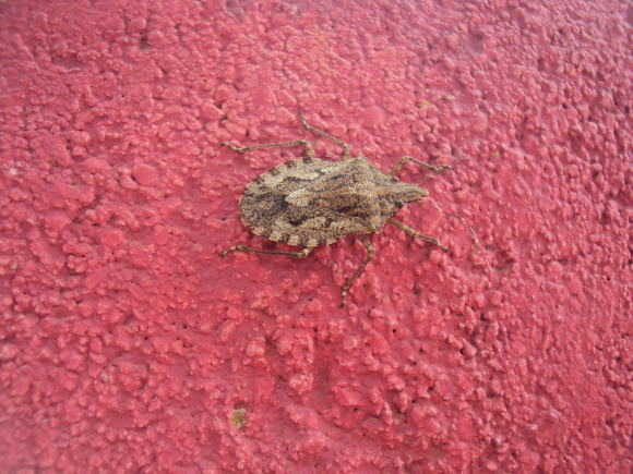 Spotting Image 1