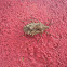 Brown marmorated stink bug