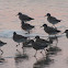 Red Knot