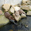 Oriental small-clawed otter