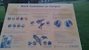 Black Cockatoos On Campus 