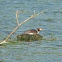 Great Crested Grebe