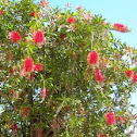 Callistemon citrinus. Plumerillo
