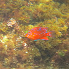 Juvenile Garibaldi