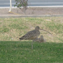 Long Billed Curlew
